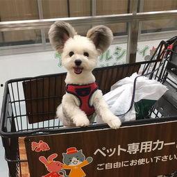 大耳狗形象爆料视频,萌态可掬的短视频引发网友热议  第2张